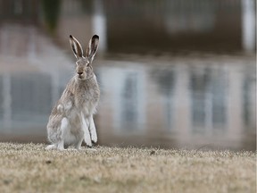 Saskatoon is the second city to join the Urban Wildlife Information Network, based out of Chicago. The network studies wildlife that live in urban settings, like the jack rabbit pictured above.