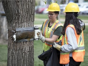 Pest control technicians Rebecca Kriger, left, and Nicole Quintanilla remove a tree band in Victoria Park in Regina. The city is reminding residents to remove the bands.