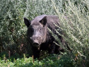 A wild pig.