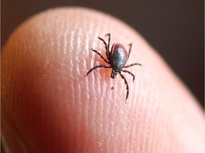 The provincial Ministry of Health is reminding people to be on the lookout for ticks now that the weather is warmer.