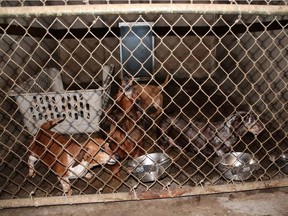 Dogs at an animal hoarding house in a rural area near the Davidson in 2016.