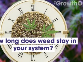 How long does weed stay in your system Thumbnail