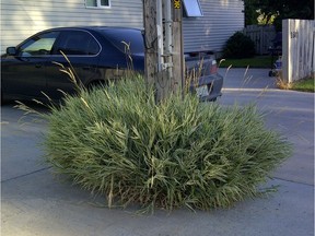 Ribbon grass safely surrounded by a sea of concrete. (photo by Erl Svendsen)