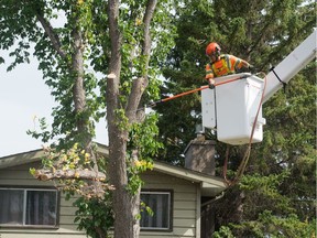 A city crew cuts down a tree affected by Dutch Elm disease on Lincoln Drive.