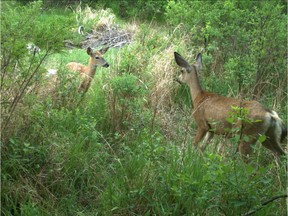 A still taken from a trail-cam set up in Wanuskewin Heritage park as part of a collaborative ecological health study with the University of Saskatchewan.