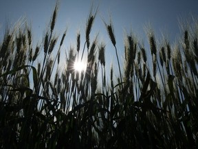 Durum wheat grows near Gray, Saskatchewan.