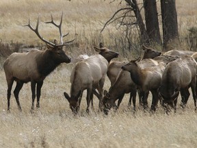 A bull elk keeps a watchful eye on a herd of cow elk in Rocky Mountain National Park near Estes Park, Colo. on Oct. 1, 2006.