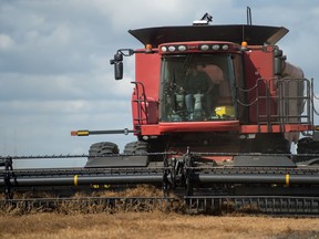 Sean Taylor harvests lentils on one of his family's fields southeast of Regina.