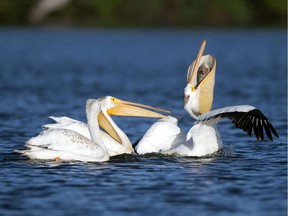 A pelican captures a large fish for some early morning breakfast on Wascana Lake near Spruce Island.