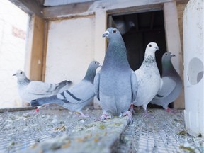 Salthaven West is trying to figure out what is poisoning Pigeons, like these ones photographed in the backyard of a Regina home in November 2017, in downtown Regina.