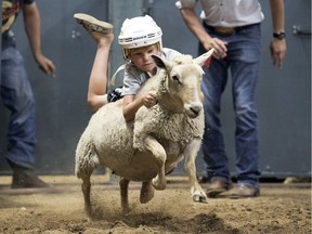 Young competitors take part in the CWA's Wild Wool Ride inside the Brandt Centre during the Queen City Ex  in Regina.