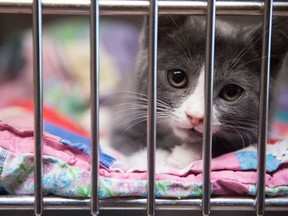 A cat, which comes from a large seizure of 79 cats and kittens, lays in an enclosure at the Regina Humane Society.