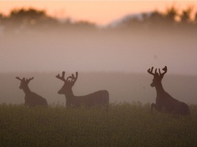 Deer frolic east of Saskatoon during a foggy evening.