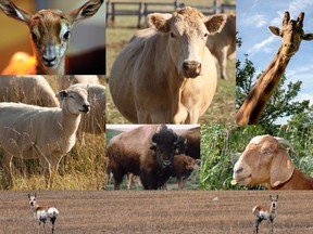 The Saskatchewan Ministry of Agriculture could not immediately confirm the kind of animals affected by anthrax in the RM of Chester, except to say that they were ruminants. Ruminants include (clockwise from top left) gazelle, cattle, giraffes, goats, antelope, sheep and (centre) bison.