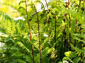 Lady Fern 'Lady in Red' (image courtesy Etsy.com)