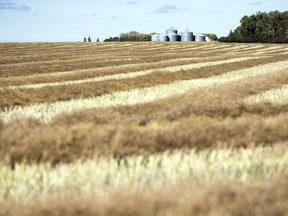 With the recent rains, fields around regina were idle during harvest time as the fields are too wet.