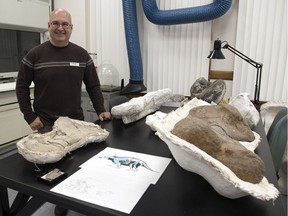 Wes Long,  curatorial assistant palaeontology, with bones from a juvenile Triceratops found in the East Block of Grasslands National Park.