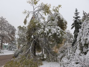 A large tree on Regal Avenue was one of many foliage casualties in the area during the snow storm on Friday, Oct. 11, 2019 in Winnipeg. Josh Aldrich/