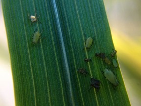 Wingless aphids at various stages on a corn leaf. (photo by Jackie Bantle)