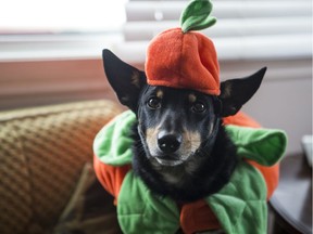 SASKATOON,SK--October 28/2019 - 1029 News Halloween Pets - Alistair the dachshund is dressing up as a pumpkin this Halloween. Photo taken in Saskatoon, SK on Monday, October 28, 2019.