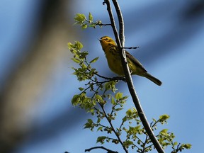 A Prairie Warbler during migration.