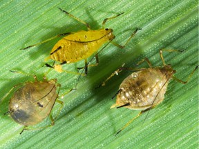 An English grain aphid happily feeds on the phloem of a barley leaf, unaware that her two nearby sisters have become aphid mummies and will each soon "birth" a parasitic wasp. (photo by Tyler Wist) (for Saskatoon StarPhoenix Bridges gardening column, Oct. 11, 2019)