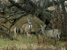 The executive director of the Saskatchewan Wildlife Federation says a recent issue of improper disposal of two deer carcasses earlier this week shows a lack of respect for the public image of hunting.