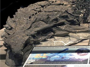 The 110-million year old nodosaur found in 2011 at an oil sands site near Fort McMurray and now on exhibit at the Royal Tyrell Museum. [PNG Merlin Archive]