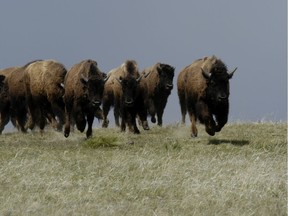 Five new bison bulls were recently added to help grow and maintain the health of the herd at the Old Man on His Back Prairie and Heritage Conservation Area run by the Nature Conservancy of Canada (NCC).