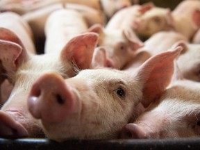 In this file photo taken on June 26, 2019, Pigs are seen at the Meloporc farm in Saint-Thomas de Joliette, Quebec, Canada.