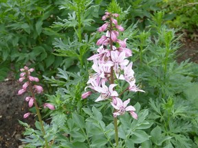 Gasplant may take up to three years to flower, but is extremely long-lived (40 years or more), of good form and requires little maintenance. (photo by Sara Williams) (for Saskatoon StarPhoenix Bridges gardening column, Dec. 20, 2019)