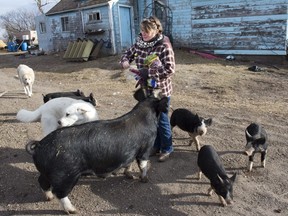 It's obvious how much joy her heritage Berkshire pigs bring Joanna Shepherd, who owns Cobblestone Farm with her husband Carl near Davidson. (Photo by Richard Marjan)