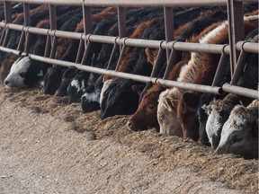 Cattle eat on the edge of one of the enclosures on a farm in Saskatchewan.