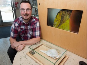 Ryan McKellar, palaeontologist and researcher at the Royal Saskatchewan Museum, kneels next to a display case containing a blown up, 3D-printed skull at the museum on Albert Street in Regina, Saskatchewan on Mar. 12, 2020. The actual skull, not shown, was found encased in amber and is being called the smallest dinosaur on fossil record.