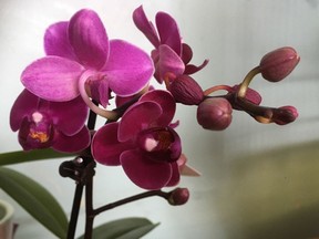 New purple orchid. Photo by Jill Thomson