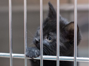 A young cat named Roberta peers out of a cage at the Regina Humane Society office on Armour Road in Regina, Saskatchewan on April 28, 2020. Animal adoption rates have recently gone up, leaving few animals in the society's care.