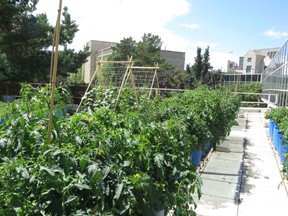 Plants grow on the rooftop garden at the College of Agriculture at the University of Saskatchewan. Photos courtesy of Department of Plant Sciences/Crop Development Centre