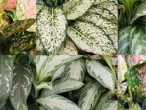 A small sampling of the many Chinese evergreen varieties: clockwise from top right: Lady Valentine, First Diamond, Tigress, Wishes, Silver Bay, Splash. (Image courtesy E. Svendsen)