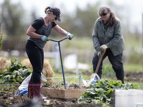 Sisters Edith Gerlach, left, and Carol Schoepp social distance while they work at the south zone community gardens near Grant Road in Regina on Saturday, May 23, 2020.