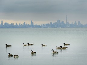 Canadian Geese swim in the cold waters of Lake Ontario overlooking the city of Toronto skyline in Mississauga, Ont., on Thursday, January 24, 2019. Environment Canada research scientists say the COVID-19-induced economic slowdown is leading to cleaner air in many Canadian cities.