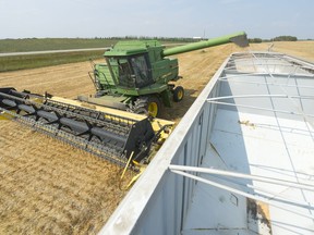 Sheldon Nameth begins to load a truck at a 200 acre pea crop north of Pilot Butte in 2017.