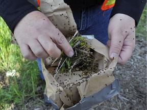 City of Regina entomologist, Russell Eirich releases beetles onto Leafy Spurge plants in east Regina on July 6, 2012. Leafy Spurge is an invasive plant that is hard to control.