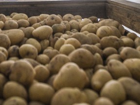 More market development for products like potatoes might be needed to make the Diefenbaker irrigation project successful.