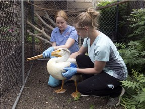 Megan Lawrence, left, director of rehabilitation with Salthaven West, and Rebecca Read, veterinarian student & volunteer, assist with an America White Pelican with an injured wing in Regina on Friday, July 10, 2020.