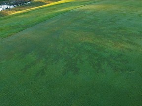 A lightning strike left the green on the seventh hole of the Lynbrook Golf Club burned with a snowflake-type pattern in Moose Jaw, Sask. on July 23, 2020. Greens supervisor Owen Morhart found the burn marks on the morning of July 24. Submitted by Owen Morhart.
