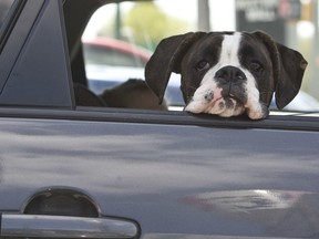 Pets are often getting snacks from drive-thrus. Now more options could be on the horizon.