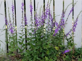 A clump of creeping bellflower, growing without a care in the world in a Saskatoon back alley. (Photo by Erl Svendsen)