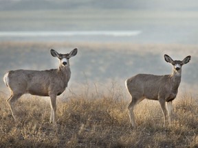 The highest prevalence of chronic wasting disease is found among mule deer in the south of Saskatchewan.