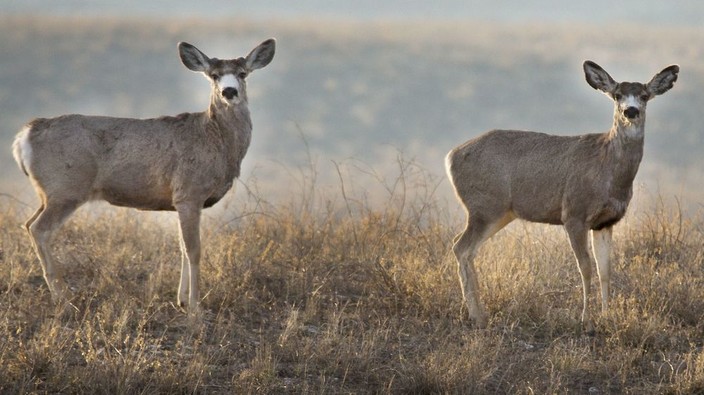 Sask. targeting selected areas for chronic wasting disease tests