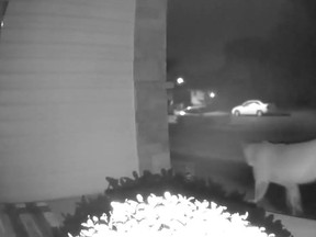 A cougar spotted in Moose Jaw earlier this fall: the Moose Jaw Police Service released this image of a cougar captured on a home security camera in the city in the early hours of Sept. 21, 2020. Submitted photo